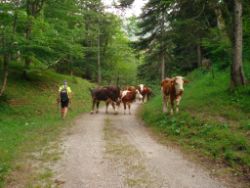 2013-07-20_Regina-F-Rau_Kochel-Rabenkopf (537).JPG